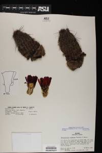 Echinocereus bonkerae image