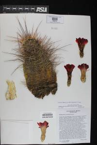 Echinocereus coccineus subsp. coccineus image