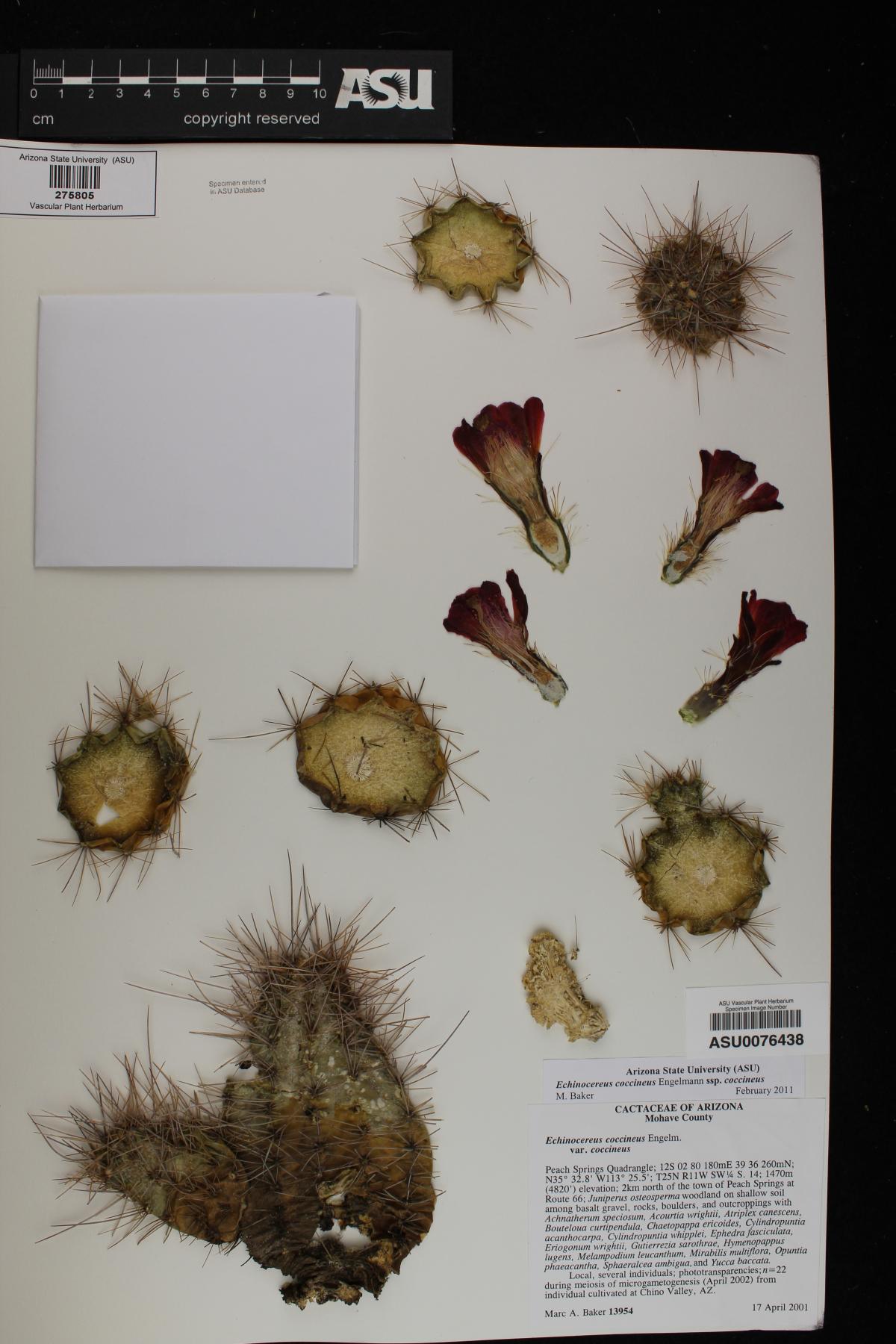 Echinocereus coccineus var. coccineus image