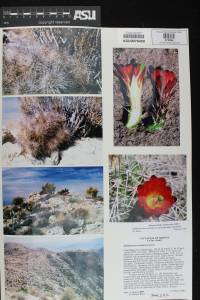 Echinocereus coccineus subsp. coccineus image