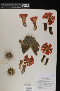 Echinocereus coccineus image