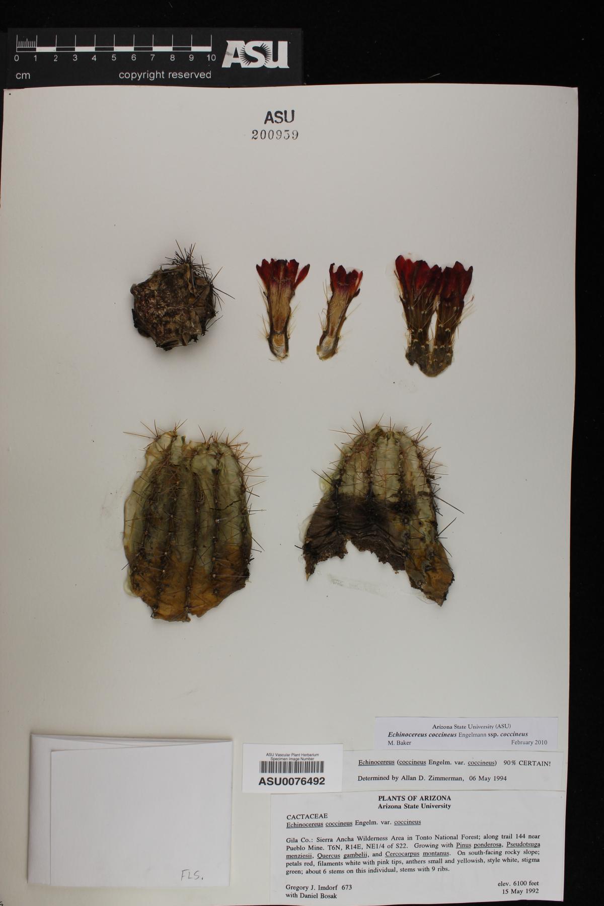 Echinocereus coccineus var. coccineus image