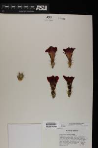Echinocereus coccineus image