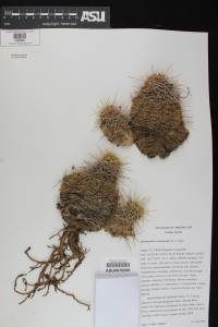 Echinocereus yavapaiensis image