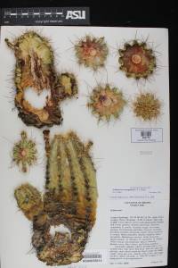 Echinocereus yavapaiensis image