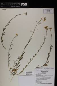 Physaria tenella image