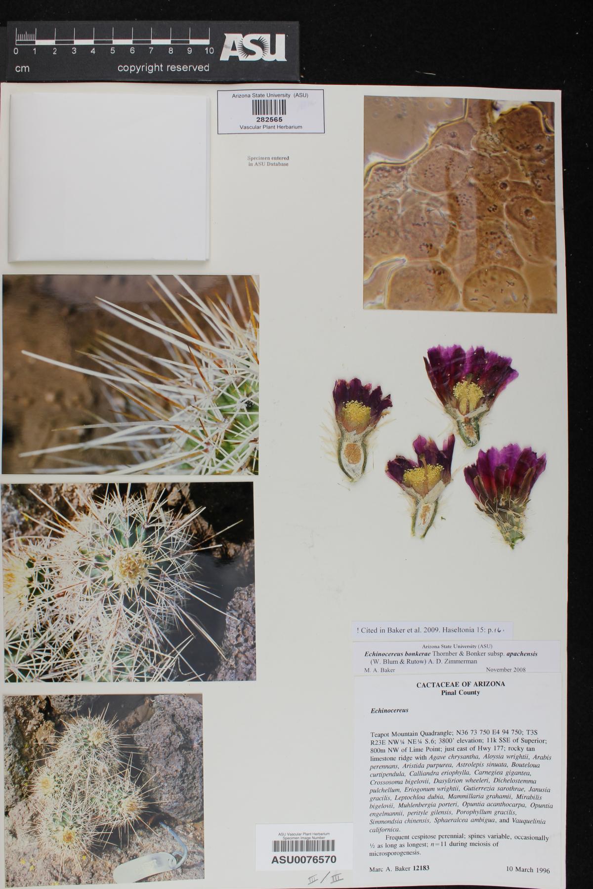 Echinocereus bonkerae subsp. apachensis image