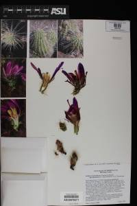 Echinocereus bonkerae subsp. apachensis image