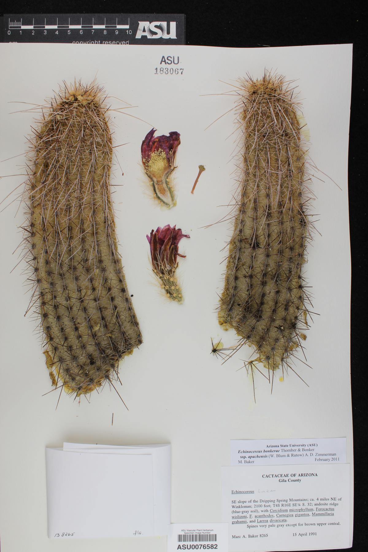 Echinocereus bonkerae subsp. apachensis image