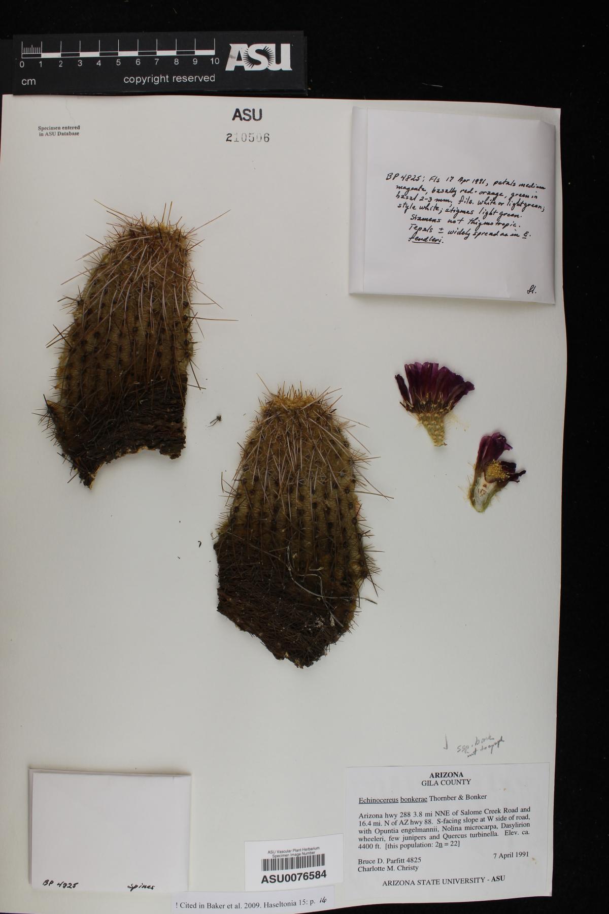 Echinocereus bonkerae subsp. bonkerae image