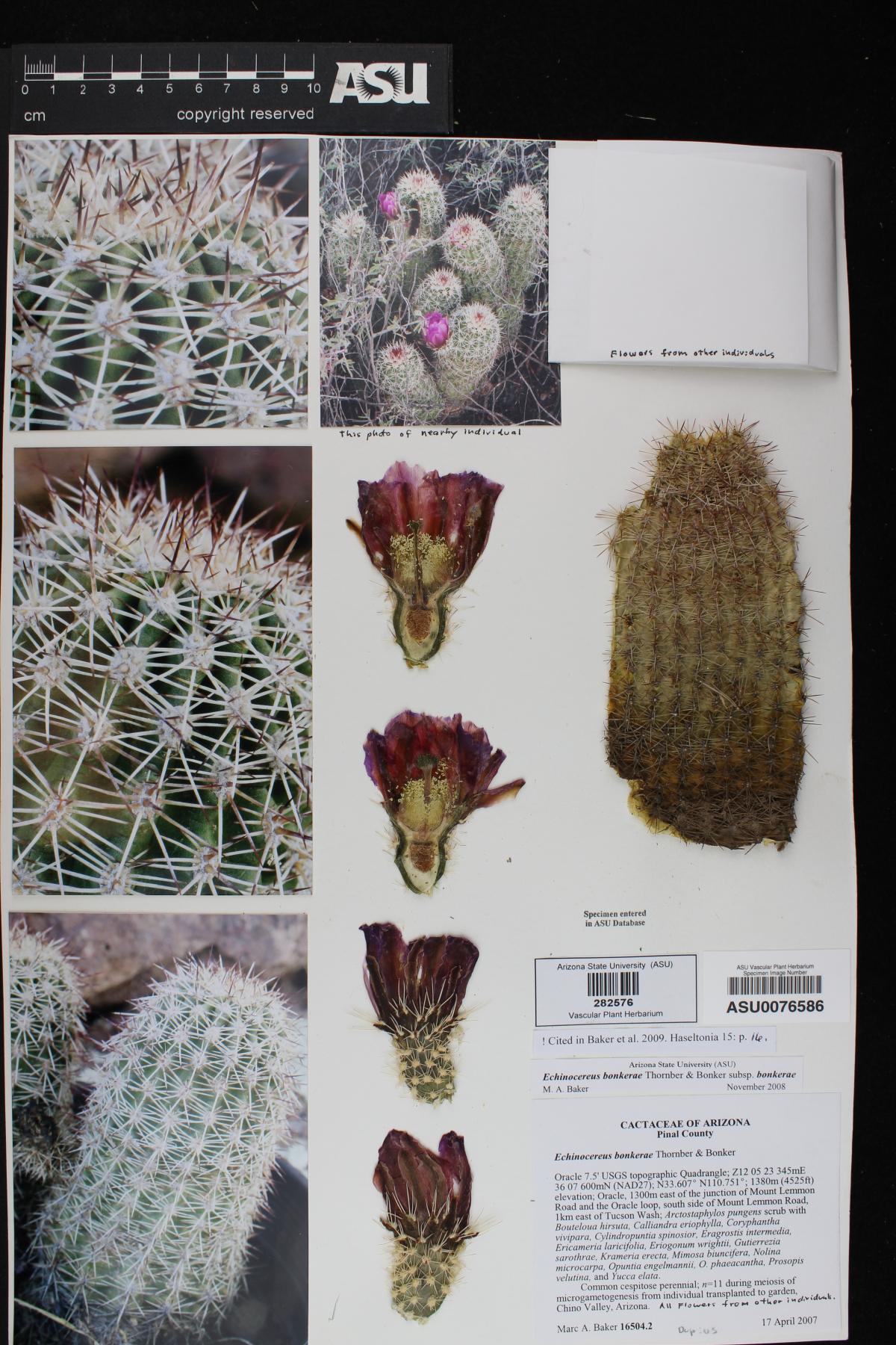 Echinocereus bonkerae subsp. bonkerae image