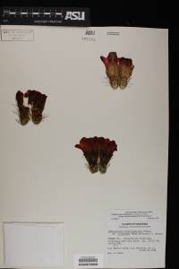 Echinocereus arizonicus image