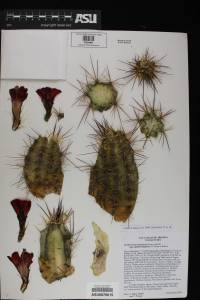 Echinocereus arizonicus image