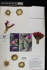 Echinocereus engelmannii image