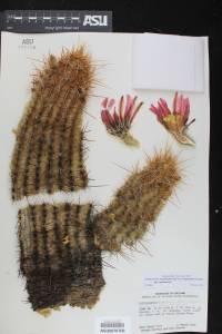 Echinocereus engelmannii image