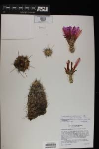 Echinocereus engelmannii image