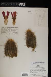 Echinocereus engelmannii image