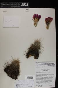 Echinocereus fendleri var. fasciculatus image