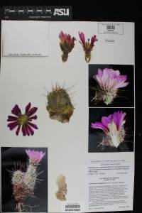 Echinocereus fendleri var. fasciculatus image