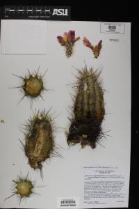 Echinocereus fendleri var. fasciculatus image