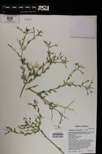 Rhinotropis acanthoclada image