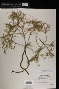 Rhinotropis acanthoclada image