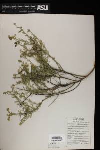 Rhinotropis acanthoclada image