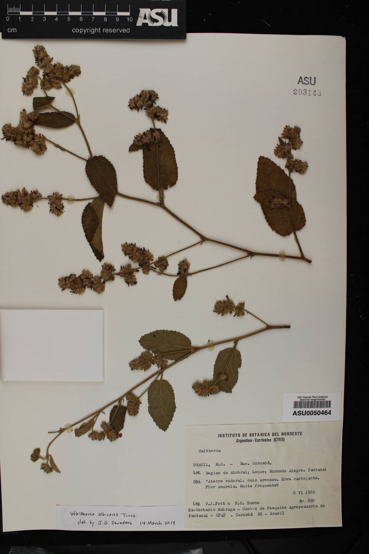 Waltheria albicans image