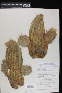 Echinocereus fendleri var. fasciculatus image