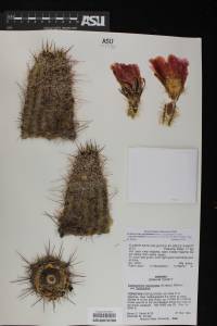 Echinocereus fendleri var. fasciculatus image