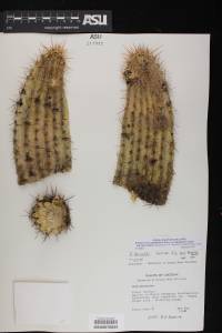 Echinocereus fendleri var. fasciculatus image