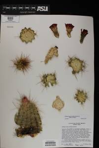 Echinocereus coccineus image