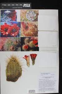 Echinocereus coccineus subsp. coccineus image