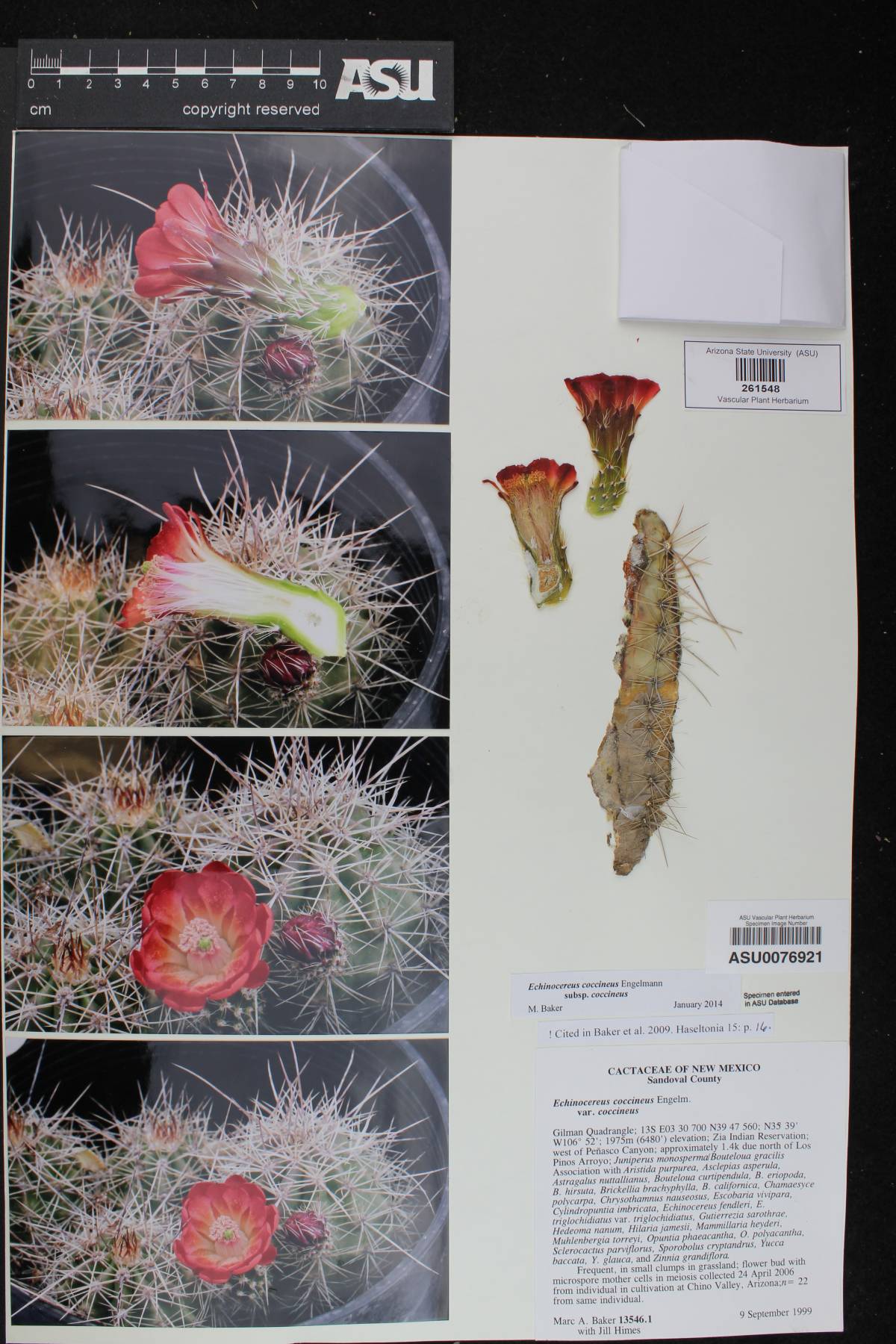 Echinocereus coccineus var. coccineus image