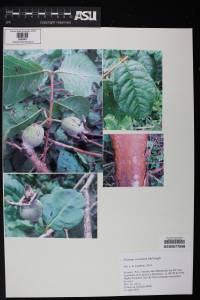Psidium rostratum image