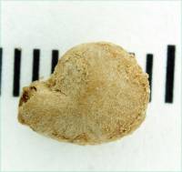 Psidium acidum image