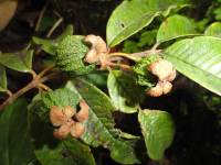 Psidium rutidocarpum image