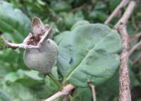 Psidium rostratum image