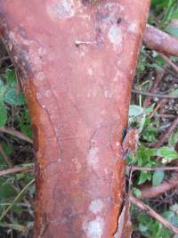 Psidium rostratum image