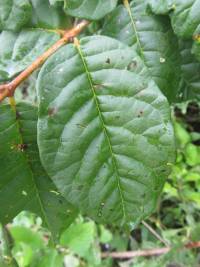 Psidium rostratum image