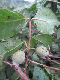 Psidium rostratum image