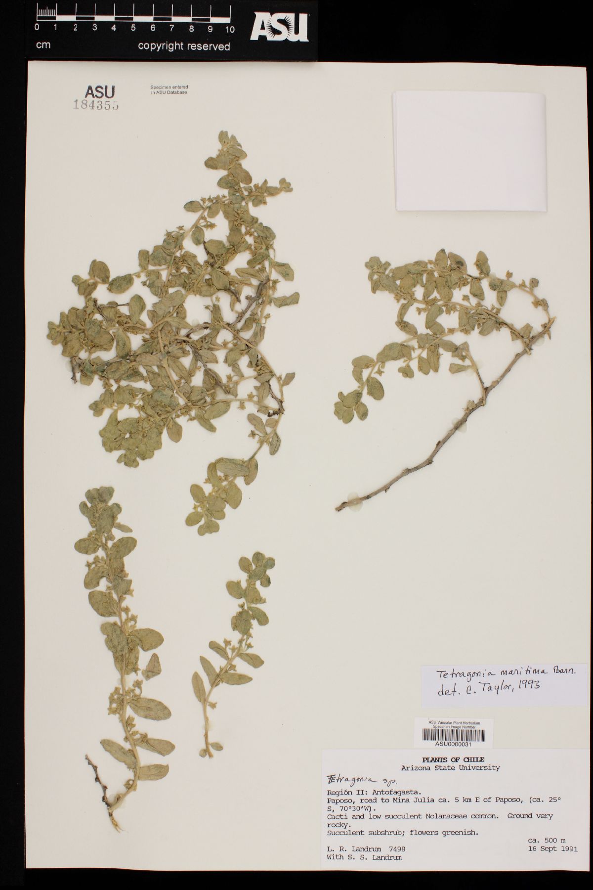 Tetragonia maritima image