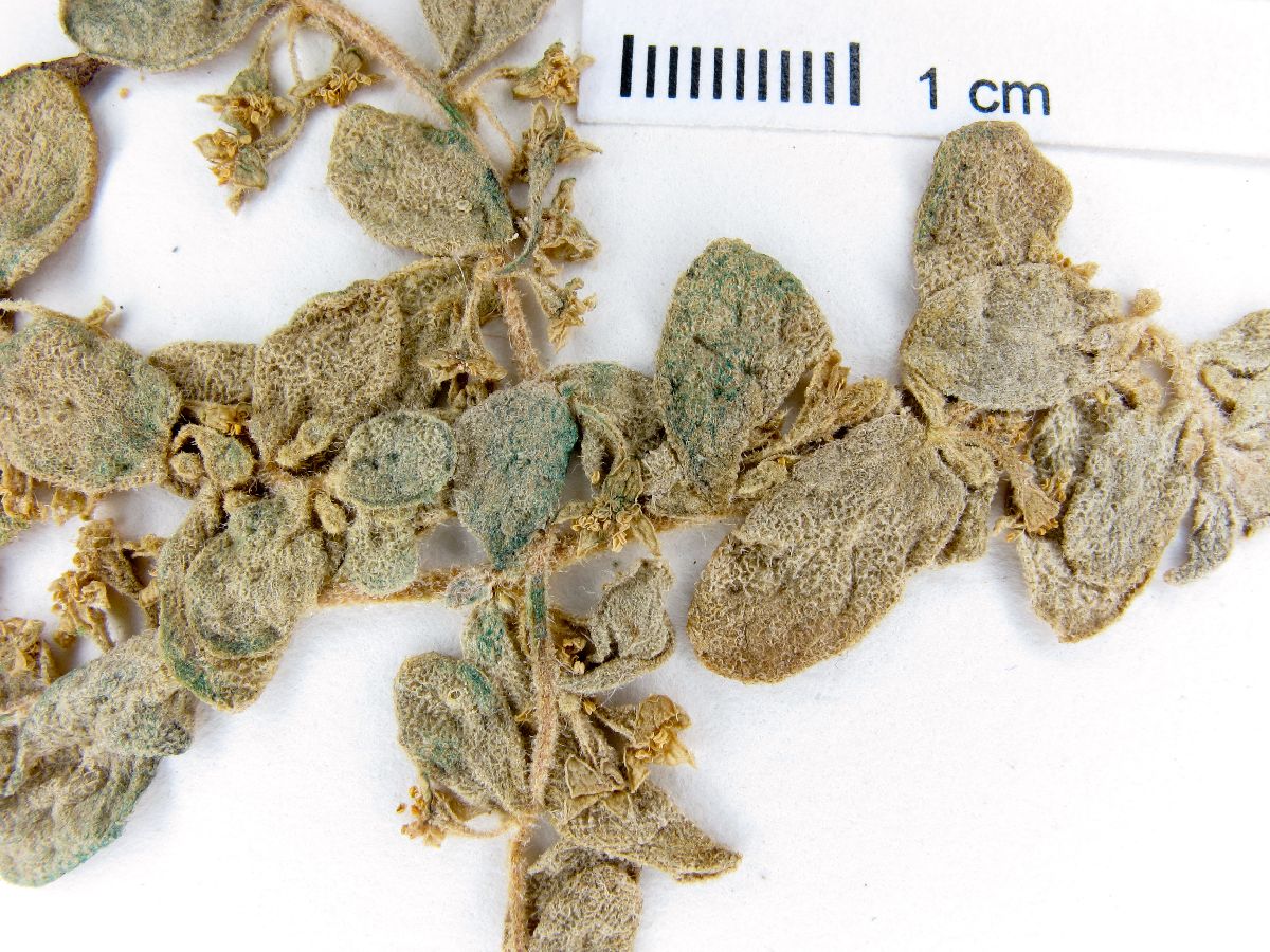 Tetragonia maritima image