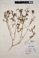 Trianthema portulacastrum image