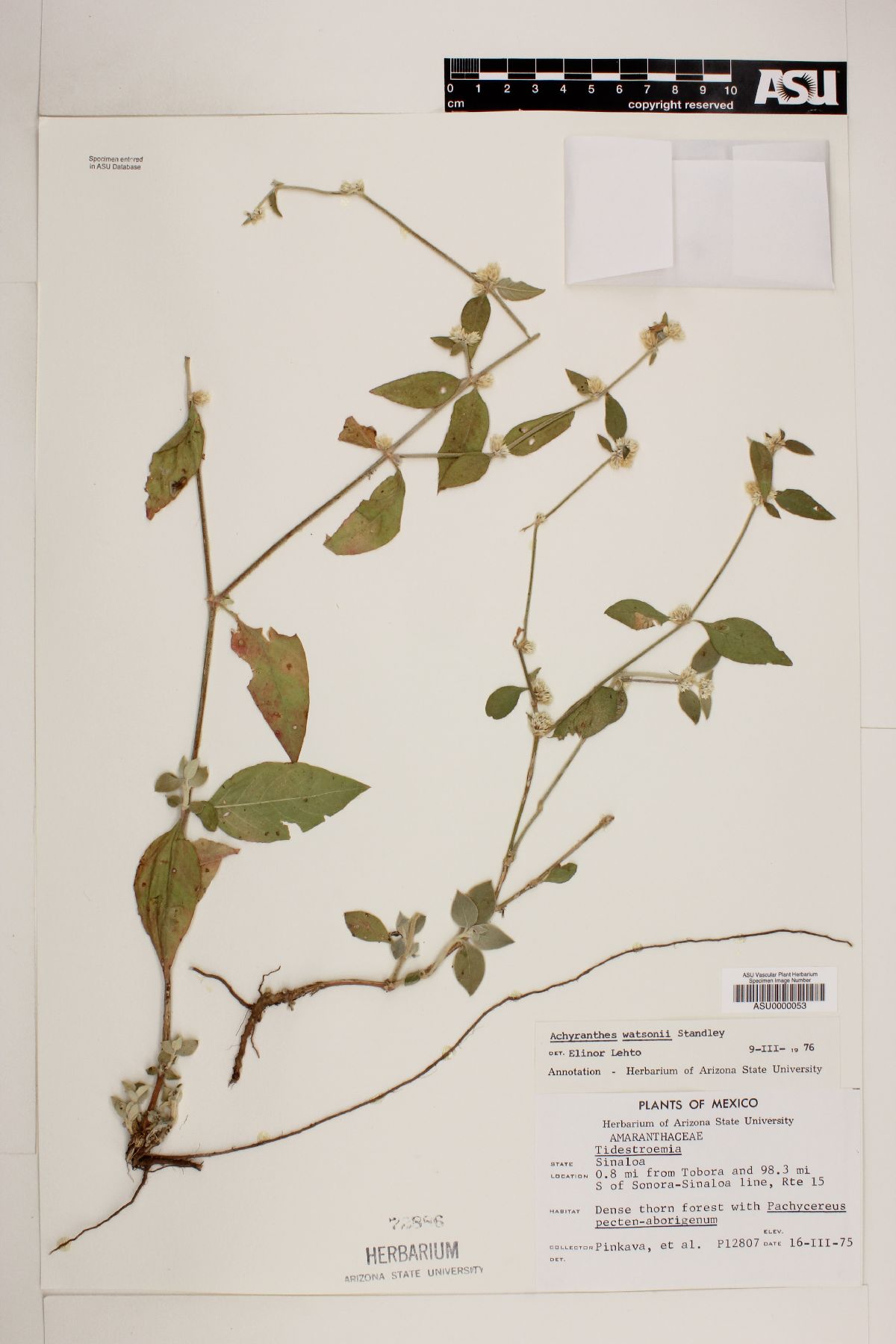 Alternanthera stellata image