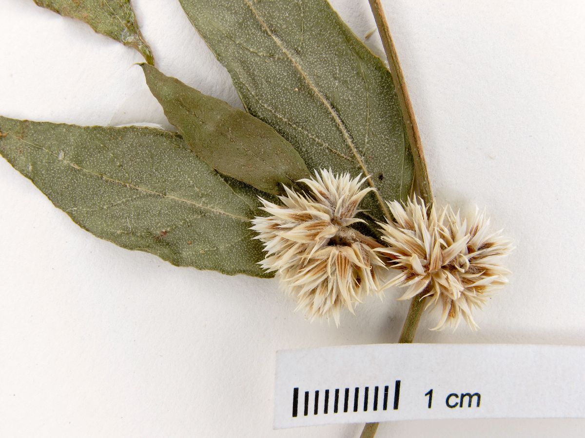 Alternanthera stellata image