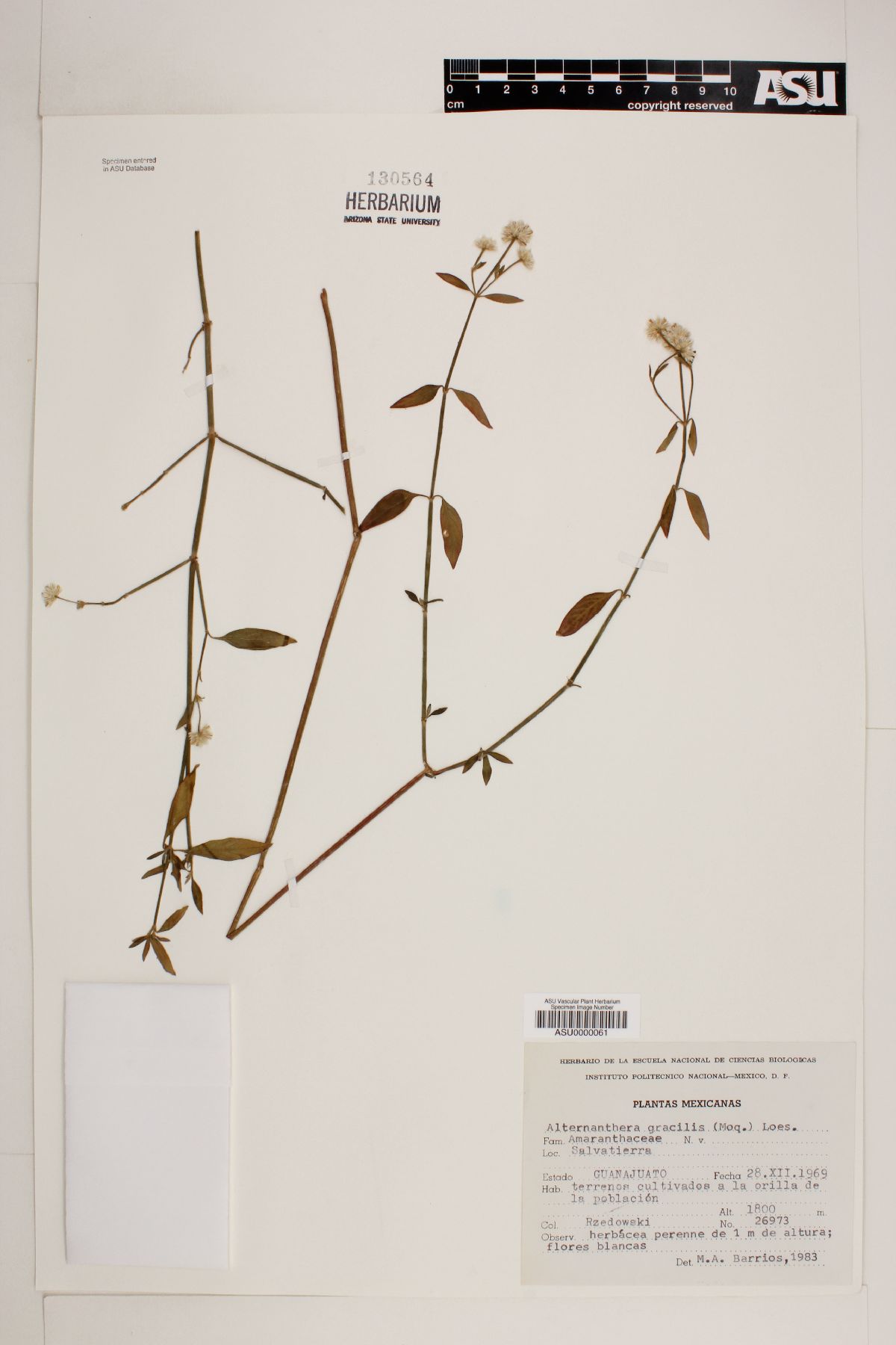 Alternanthera gracilis image
