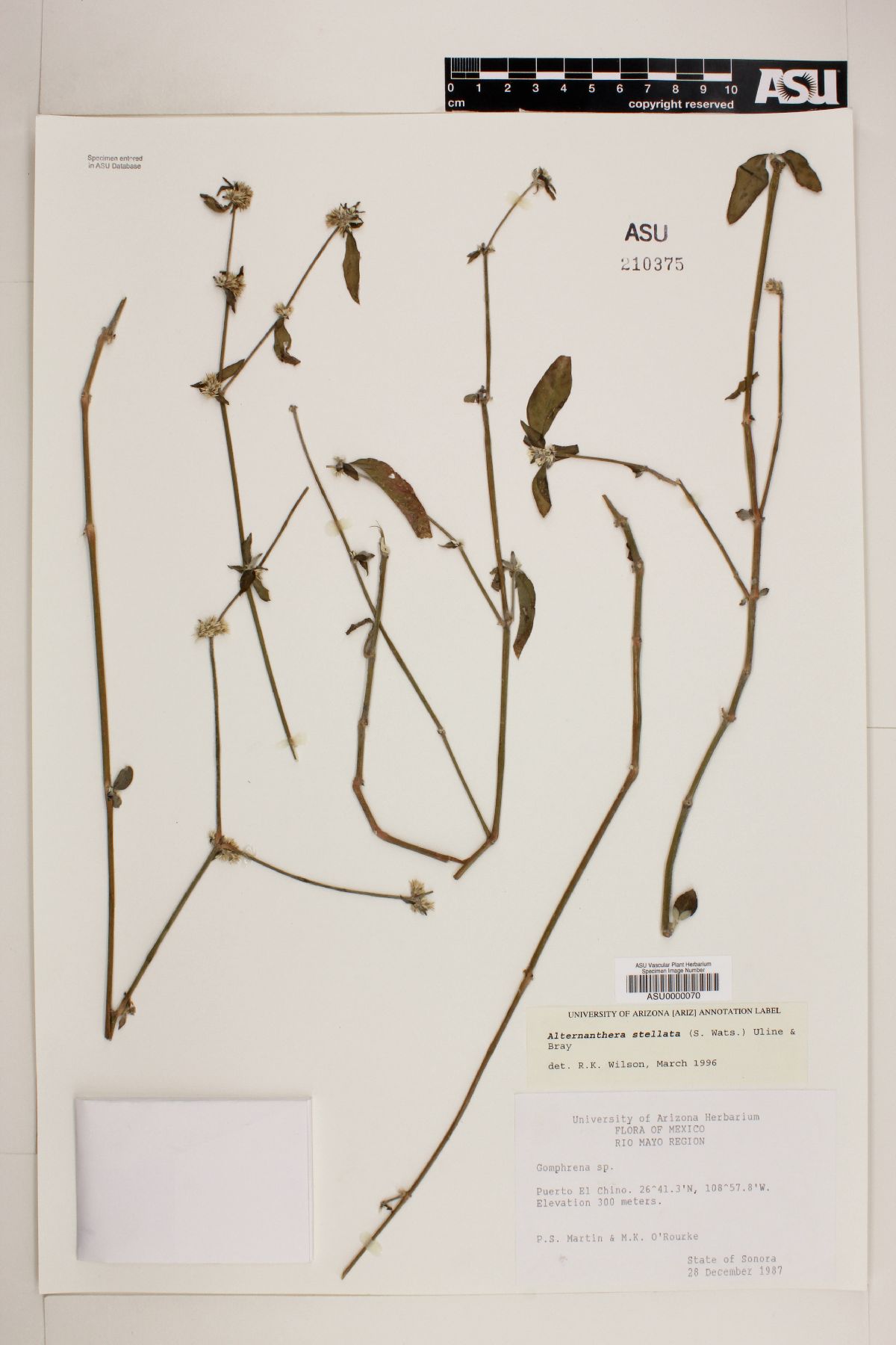 Alternanthera stellata image