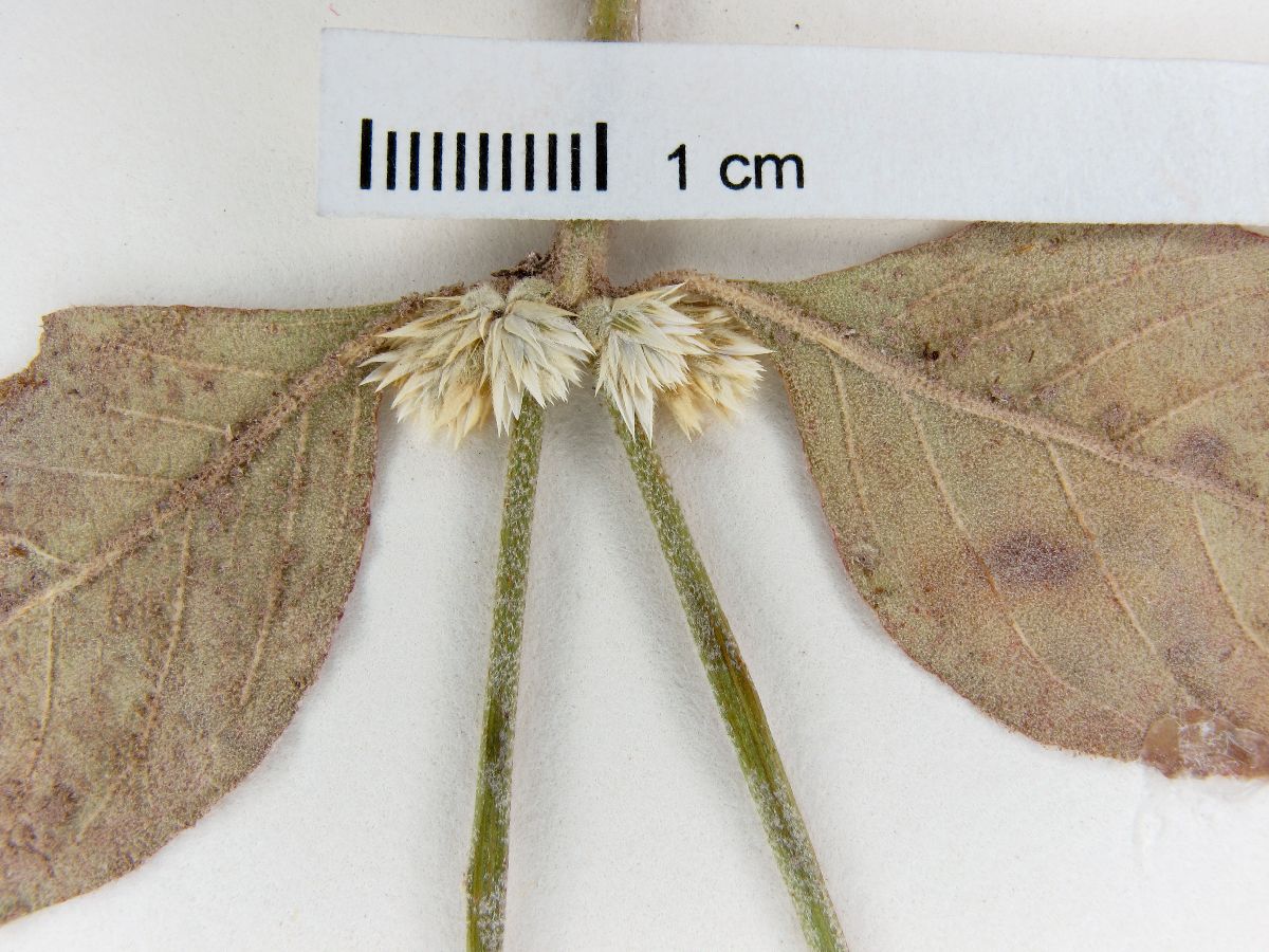 Alternanthera stellata image