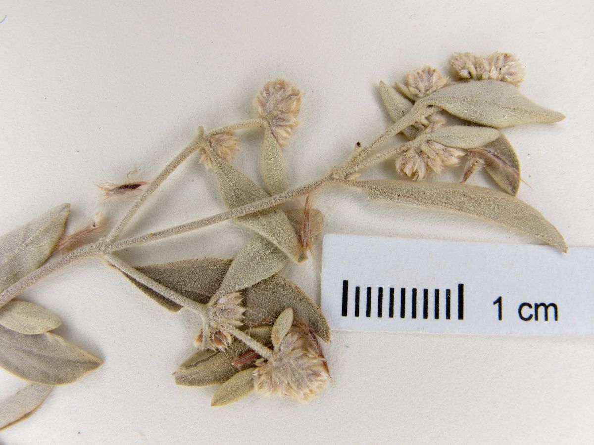 Alternanthera albida image